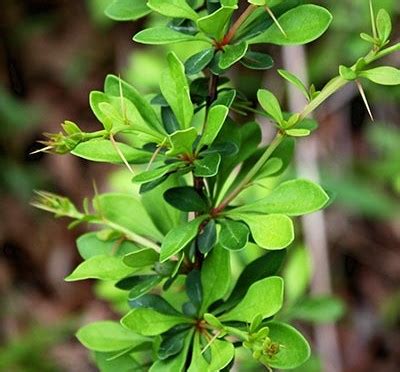 japanese barberry medicinal uses.